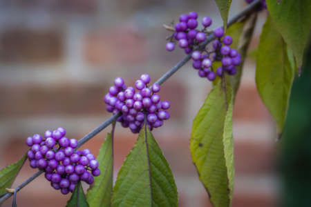 Violet berries of callicarpa pedunculata plant growing on a branch in the gardenの写真素材