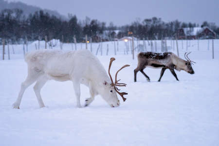 Albino reindeer with massive antlers looking for food in snow, Tromso region, Northern Norwayの写真素材