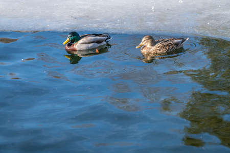 Male and female ducks swimming in cold waters of a pond in winterの写真素材