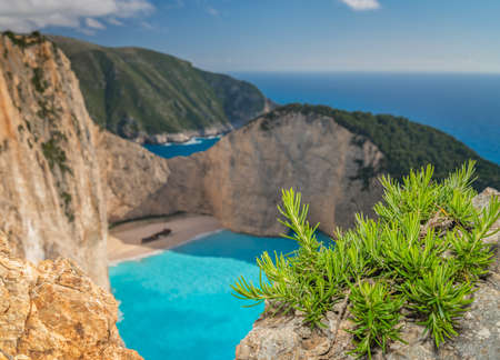 Green shrubs and plants growing on the cliffs in Shipwreck Cove in summer on Zante Island, Greeceの写真素材