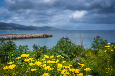 Colorful yellow and purple flowers on a meadow over Alykes Beach in Zante Island, Greece