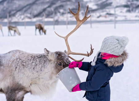 Little girl in a warm winter jacket feeding reindeer in winter, Tromso region, Northern Norwayの写真素材