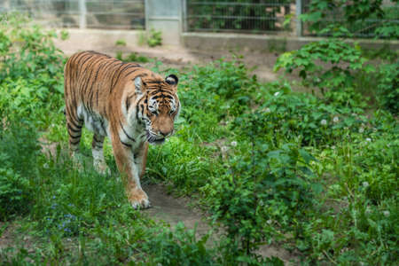 Powerful but sad mighty striped tiger walking in captivity in the zooの写真素材