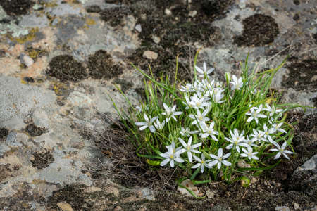 White flowers and buds of Ornithogalum umbellatum growing on a rocky mountains in Northern Greeceの写真素材
