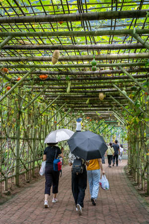 Wullingyuan, China -  August 2019 : People with umbrellas walking on a sidewalk going under the growing Luffa gourd vegetable, also known as Snake Gourd, agriculture countryside farmのeditorial素材