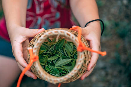 Woman hands holding small wicker basket with freshly collected young green tea leaves on the agricultural tree plantation, Yangshuo, Guangxi Province, Chinaの写真素材