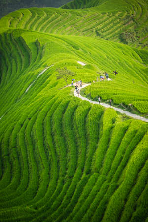 Pingan, China -  August 2019 : Group of tourists on a walking path going through n cascading layered Longji Rice Terraces as seen from Nine Dragons and Five Tigers viewpoint, Pingan village, northern Guilin, Guangxi Zhuang Autonomous Region, Guangxi Proviのeditorial素材