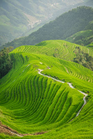 Pingan, China -  August 2019 : Group of tourists on a walking path going through n cascading layered Longji Rice Terraces as seen from Nine Dragons and Five Tigers viewpoint, Pingan village, northern Guilin, Guangxi Zhuang Autonomous Region, Guangxi Proviのeditorial素材