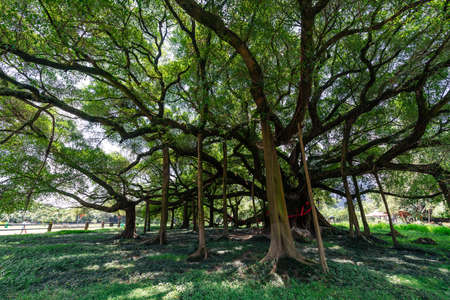 Yangshuo, China -  August 2019 : Huge Banyan tree growing in Shi Li Hua Lang Scenic Area, Yangshuoのeditorial素材