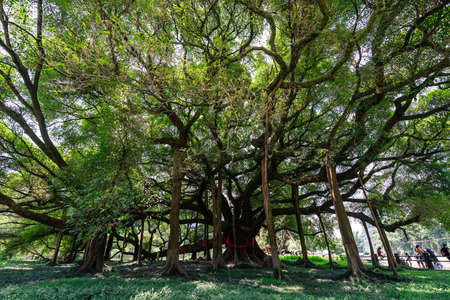 Yangshuo, China -  August 2019 : Huge Banyan tree growing in Shi Li Hua Lang Scenic Area, Yangshuoのeditorial素材