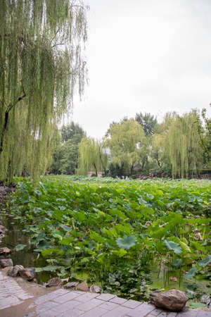 Xian, China -  August 2019 : Lotus flowers growing in a pond in Lotus Lianhu Parkのeditorial素材