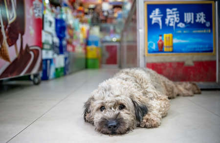 Zigong, China - July 2019 : Cute tired dog lying on a floor of a grocery shop in Zigong townのeditorial素材