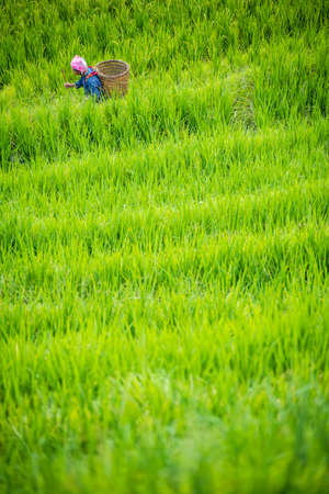 Pingan, China -  August 2019 : Older chinese woman walking through the growing rice on the Longsheng rice terraces, northeast of China`s Guangxi Zhuang Autonomous Regionのeditorial素材
