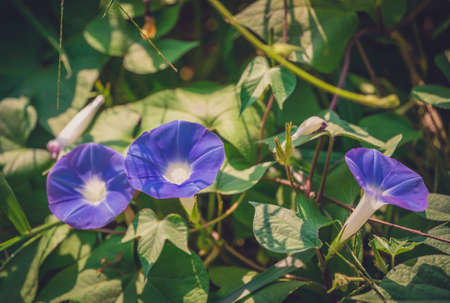 A selective focus shot of beautiful purple Ivyleaf morning-glory ( Ipomoea hederacea ) flowers in a garden captured on a sunny dayの写真素材