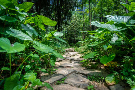A pathway in the middle of green plants and trees in lush tropical forest near Yangshuo, China