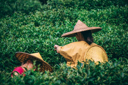 Yangshuo, China - August 2019 : Two girls wearing traditional conical chinese Asian hats collecting tea leaves on a plantation in summerのeditorial素材