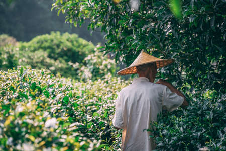 Yangshuo, China - August 2019 : Chinese man wearing traditional conical chinese Asian hat collecting tea leaves on a plantation in summerのeditorial素材