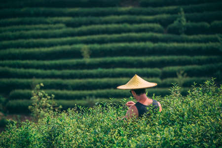 Yangshuo, China - August 2019 : Man wearing traditional conical chinese Asian hat collecting tea leaves on a plantation in summerのeditorial素材