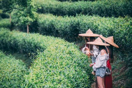 Yangshuo, China - August 2019 : Three girls wearing traditional conical chinese Asian hats collecting tea leaves on a plantation in summerのeditorial素材