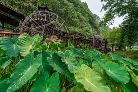 Giant green tropical leaves growing in front of working and turning old mill wooden water wheels in Huanglong Yellow Dragon Cave scenic area, Zhangjiajie, Hunan, Chinaの写真素材