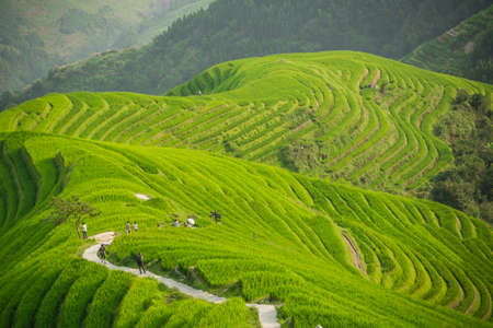 Pingan, China -  August 2019 : Group of tourists on a walking path going through n cascading layered Longji Rice Terraces as seen from Nine Dragons and Five Tigers viewpoint, Pingan village, northern Guilin, Guangxi Zhuang Autonomous Region, Guangxi Proviのeditorial素材