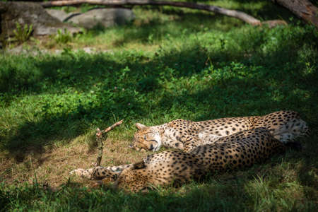 Two Cheetah lying on the ground under the sunlight with a blurry background