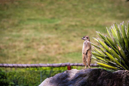 A closeup of a meerkat standing on the ground covered in greenery under the sunlightの写真素材