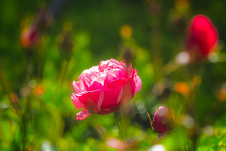 A macro shot of blooming pink rose flower against a green blurry background