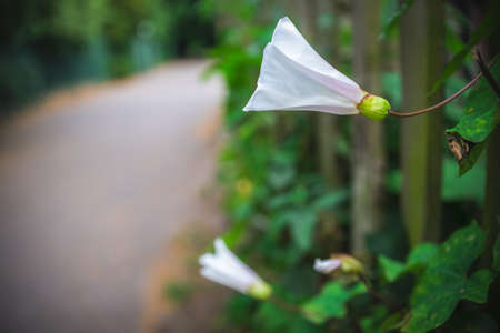 White petals of the Bindweed flower sticking out through the wooden fence near walking path in...