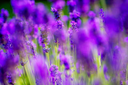 Selective focus shot of a bunch of lavender flowers growing in the garden in springの写真素材
