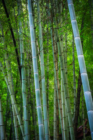 Bamboo forest in the Zhangjiajie National park which is a famous tourist attraction, Wulingyuan, Hunan Province, Chinaの写真素材