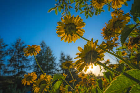 A vertical low angle shot of yellow flowers against the sky during sunset