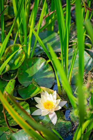 A high angle shot of water lily under the sunlightの写真素材