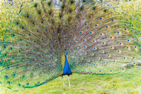 A shot of the peacock with its beautiful feathers showing to everyone in the zooparkの写真素材