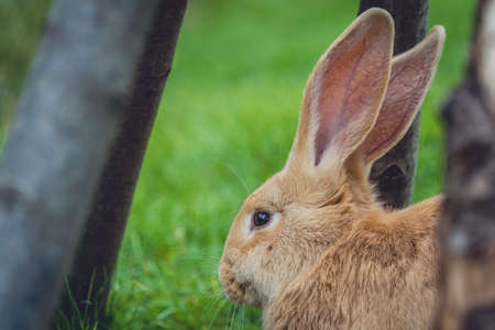 A side shot of the first half of the rabbit surrounded by treesの写真素材