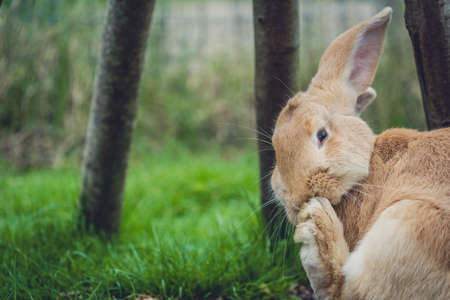 A side shot of the first half of the rabbit surrounded by treesの写真素材