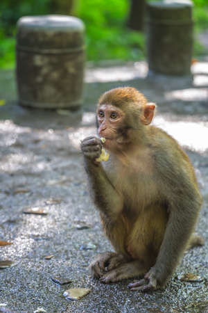 Monkey standing on the ground and eating piece of fruit left by tourists, Ten Mile Gallery Monkey...