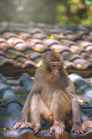 Monkey sitting on a roof of a small snach shack in National Park waiting for tourists to drop food to the ground,  Ten Mile Gallery Monkey Forest, Zhangjiajie National Park, Chinaの写真素材