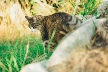 striped cat sitting in the grass in the meadow on a white stone background. Portrait of a cat outdoorsの写真素材
