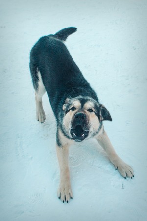 Angry dog stands with his mouth open in the snow, in a threatening pose. Shepherd is preparing to...