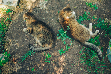 two striped cats lie in the grass. Portrait of cats outdoorsの写真素材