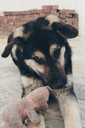 Puppy playing with a rabbit on the floor. Dog breed shepherd dog lying with his mouth open on a...