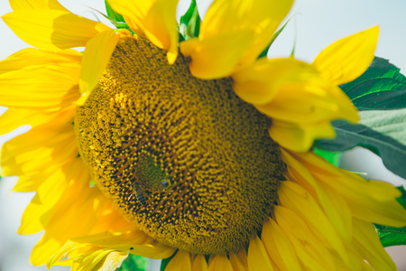 Honey Bee pollinating sunflower.の写真素材