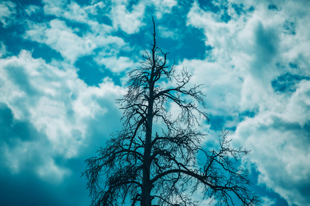 tree against sky with cloudsの写真素材