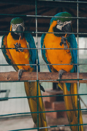two macaws in a cage. Big birds behind bars. Close up of two parrotsの写真素材