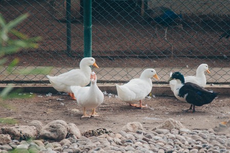 ducks in the pen on the sandの写真素材