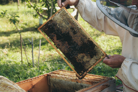 collect honey: honeycomb close-up. Beekeeping works: bees, honeycombs, honeyの写真素材