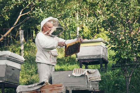 A beekeeper works with the bees and the hives in the apiary. a man in a protective suit at the apiary. Employee pulls the frame from the hive. a man pulls out the honeycomb with honey. Summer harvestの写真素材
