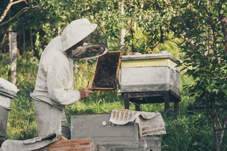 A beekeeper works with the bees and the hives in the apiary. a man in a protective suit at the apiary. Employee pulls the frame from the hive. a man pulls out the honeycomb with honey. Summer harvestの写真素材