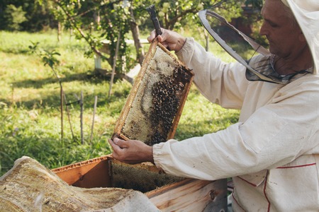 A beekeeper works with the bees and the hives in the apiary. a man in a protective suit at the apiary. Employee pulls the frame from the hive. a man pulls out the honeycomb with honey. Summer harvestの写真素材